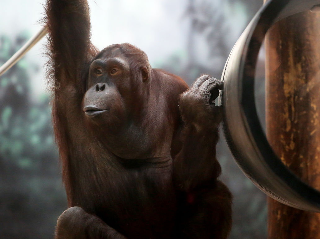 New Orangutan 6